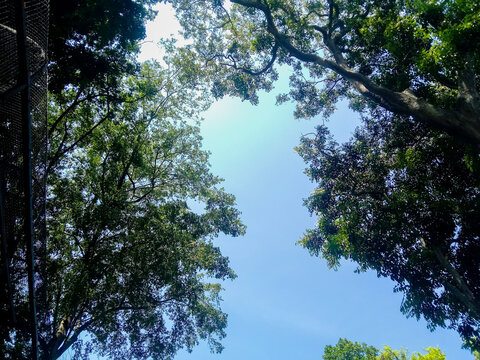 Green canopy frames bright blue sky.