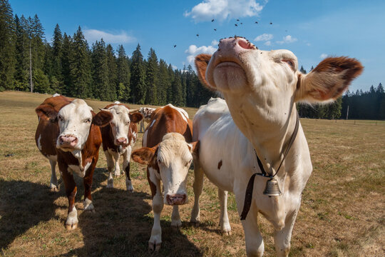 Montbeliarde cows and flies in the Jura Mountains - France