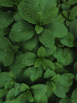 Close-up top-down view of *Phytolacca acinosa* leaves with dew drops after rain; fresh botanical background.  Texture background fresh leaves banner copy space close-up macro, plant background 