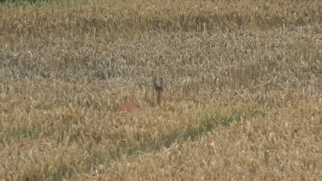A roe deer barking in the middle of a field of ripening grain in the sun