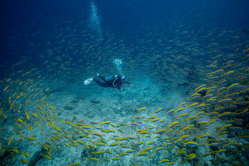Fototapeta premium scuba diver surrounded by school of snappers