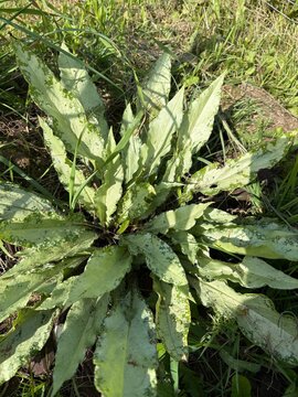 Detailed close-up of spotted green leaves of Pulmonaria plant in summer garden
