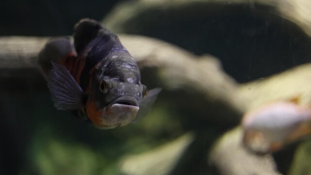 Close-up of an oscar fish facing the camera in an aquarium, underwater wildlife footage of a cichlid and pet fish keeping concepts