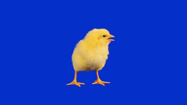 Fluffy Yellow Baby Chick Chirping on Blue Screen Background with Luma Matte

