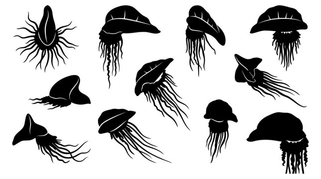 Black silhouette set of Portuguese man o war jellyfish