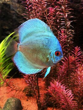 Beautiful discus fish in an aquarium
