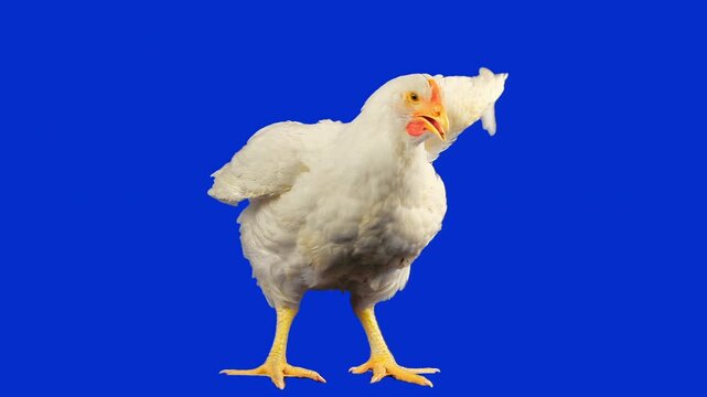 White Leghorn Chicken Flapping Wings on Blue Screen Background. Luma Matte Included.