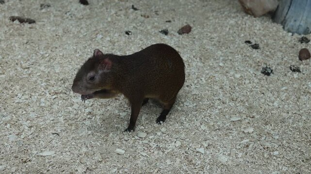Cute agouti rodent walking on wood shavings in an enclosure, close-up wildlife footage of an exotic mammal and pet care concepts