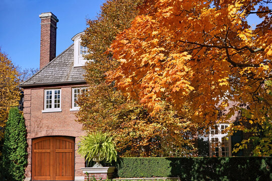 Residential neighborhood with fall foliage, golden leaves on a maple tree