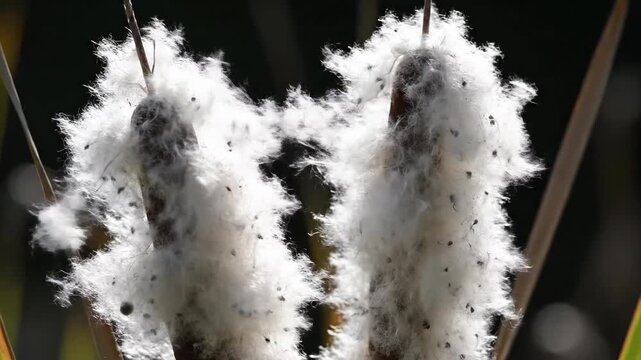 Cattail seed head displaying fluffy white fibers in natural outdoor setting
