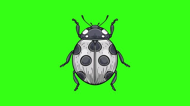 Spotted ladybug beetle illustration isolated on green screen background