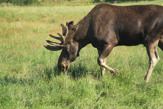 Grazing Bull Moose with Impressive Antlers on Green Meadow