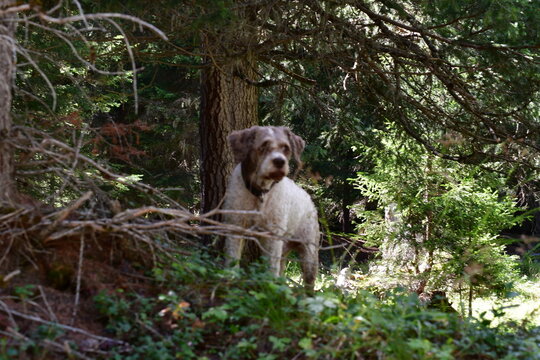 Ein Lagotto Romagnolo Hund wandert in S&uuml;dtirol 
