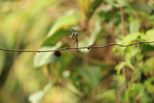 Marvelous spatuletail (Loddigesia mirabilis) is an endangered species of hummingbird in the "brilliants", tribe Heliantheini in subfamily Lesbiinae. It is endemic to northern Peru.