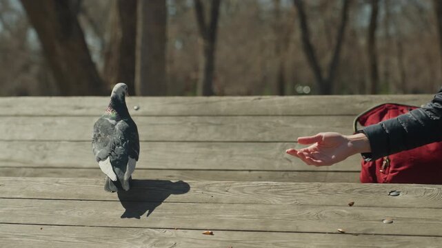 Close up of pigeon standing on wooden bench while person extends hand towards it. Pigeon remains still as outstretched arm and open palm are visible with red backpack partially seen