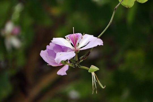 Beautiful White and Pink Ban Flower in Northwestern Vietnam