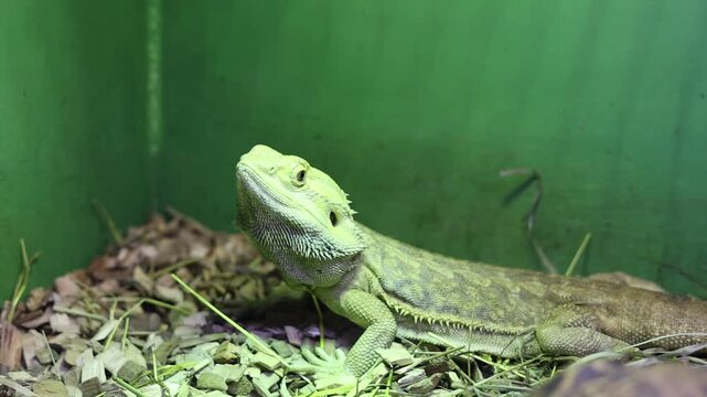 Central bearded dragon resting on wood shavings and turtle shell inside a terrarium, exotic pet portrait highlighting reptile scales
