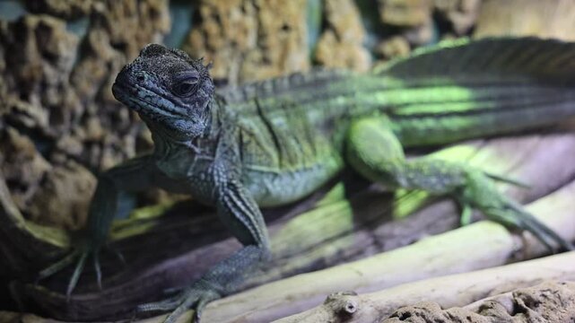 Green sailfin lizard posing on log in terrarium reptile enclosure stock footage