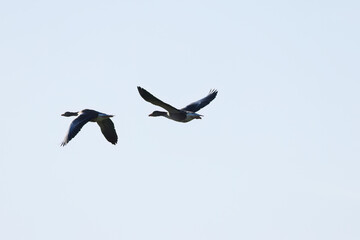 Fototapeta premium two greylag geese in flight against the light, greylag geese against the light, wingspan, greylag geese flying by, anser anser