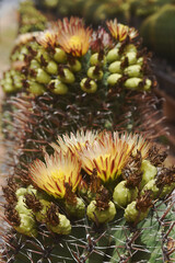Fototapeta premium *Pachycereus pecten-aboriginum* is a Mexican cactus species known as 