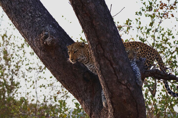 Leopard Mother and Cub in Tree Timbavati South Africa © A_Vigilante