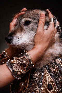 A grey and white wolf-like mongrel dog  a royal cape, and the owner's hand, adorned with jewelry. A costumed studio photo of the mongrel. Theatrical costume of the royal or boyars family . 