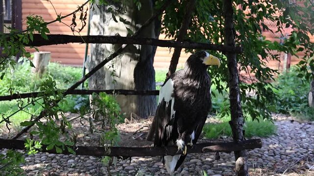 Majestic Stellers sea eagle perched in zoo enclosure wildlife footage video clip