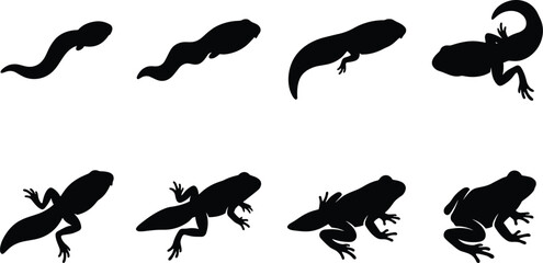 Fototapeta premium Life cycle of a frog silhouette showing growth stages from tadpole to adult frog