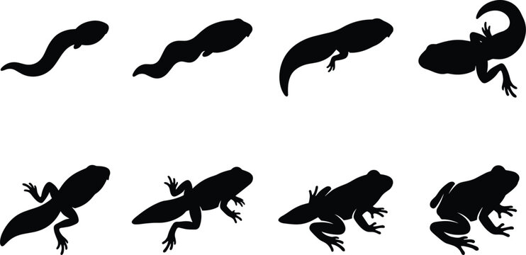 Life cycle of a frog silhouette showing growth stages from tadpole to adult frog