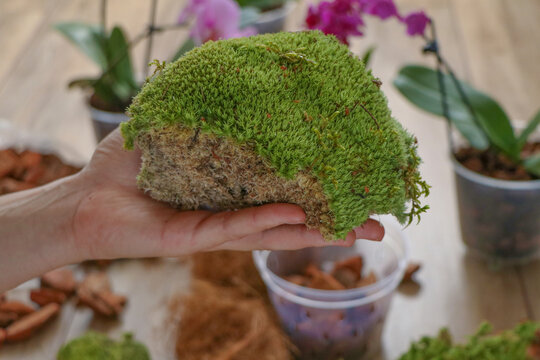 Leucobryum glaucum moss in a woman's hand. preparation for repotting houseplants, orchids, and Phalaenopsis. A type of live moss. sphanum peat moss close-up. High quality photo