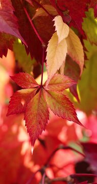 Virginia creeper red autumn leaves swaying