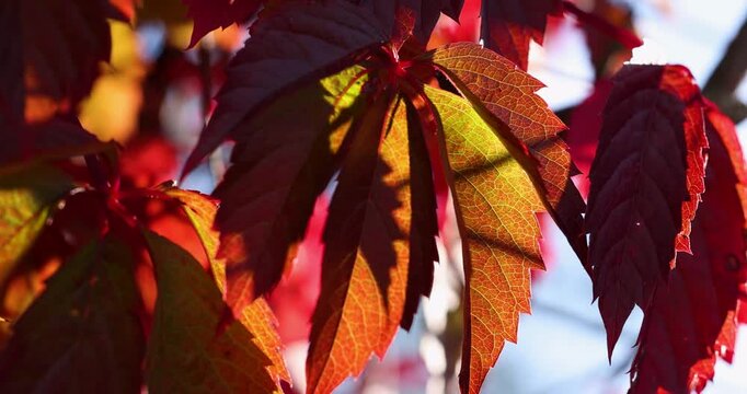 Beautiful red autumn leaves moving in the wind