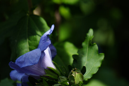 Fleur