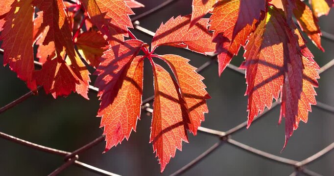 Virginia creeper red autumn leaves swaying