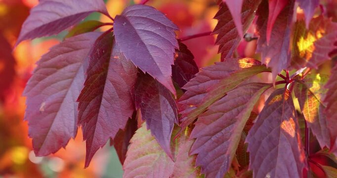 Red virginia creeper leaves swaying gently