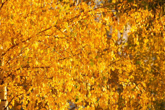 Autumn leaf natural foliage. Autumn nature. Yellow leaves on sunny weather. Seasonal autumnal tree. Autumn yellow leaves. Yellow leaves on forest tree. Nature fall season. Fall season forest