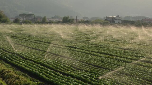 Italian basil field irrigated by sprinklers in early morning sunlight, with misty mountains in the background, agricultural landscape of Liguria, Italy, agriculture concept.