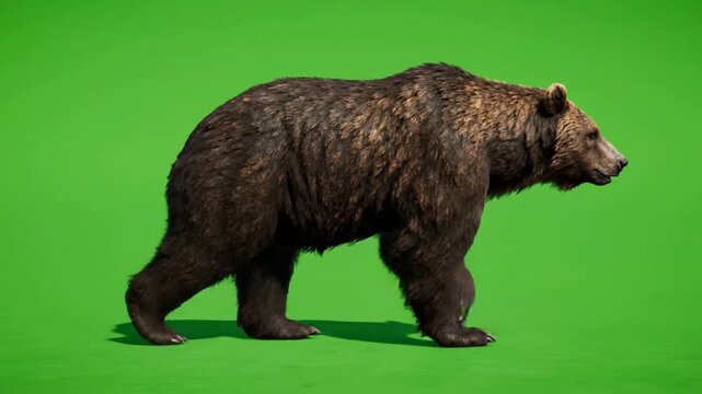Grizzly bear walking side view isolated on green screen, realistic 3D animal animation for compositing and wildlife projects