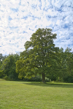 A mighty green oak in a summer meadow under a blue sky.
