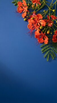 Vibrant Orange Flame Tree Flowers on Blue Background with Copy Space