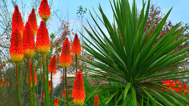 Striking Kniphofia flowers amongst Yucca gigantea in late autumn.