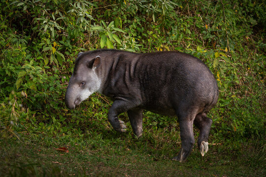 Tapir o anta