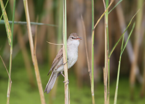 Great Reed Warbler (Acrocephalus arundinaceus) perching upright on a thin vertical reed stem in a marshy habitat.