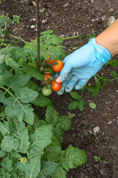 Harvesting ripe cherry tomatoes: A hand in a blue glove picks small red tomatoes in a greenhouse.