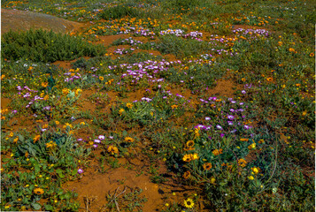 Obraz premium Colourful wildflower display appearing over areas of barren ground