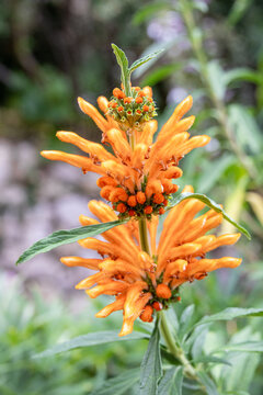 Lion's Tail / Lion's Ear / Wild Dagga plant in flower (Leonotis leonurus)