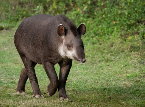 Tapir o anta caminando