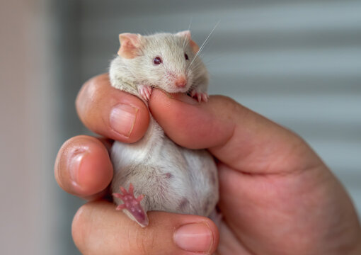Close up pet lover playing with tiny fancy pet rat as companion animals, concept for pet lover, companion animals, domestic rodents 