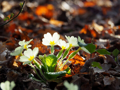 Wild primroses blooming in spring forest