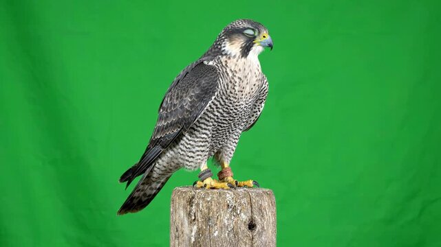 Peregrine falcon perched on wooden post isolated on green screen for easy compositing and wildlife projects